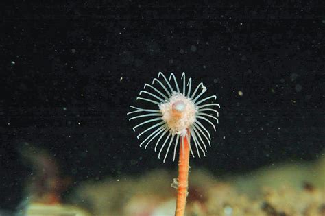 hydroids in parfum